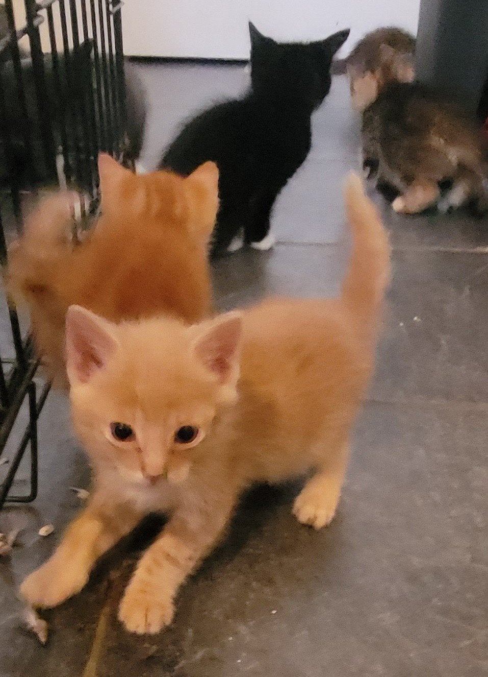 Lieve kittens zoeken een nieuw huisje, Meerdere dieren, Kortharig, 0 tot 2 jaar