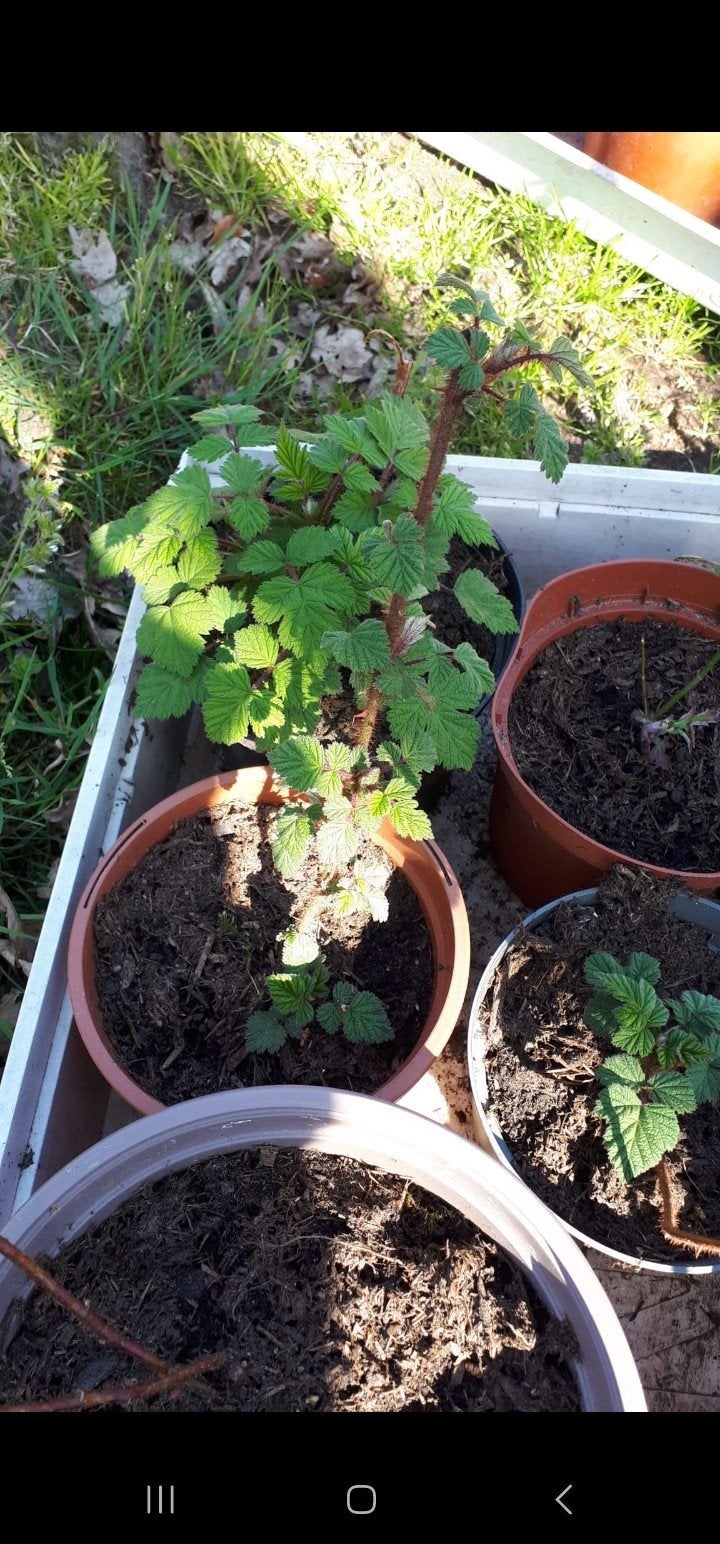 Japanse wijnbes stekjes, Ophalen, Volle zon, Vaste plant, Zomer