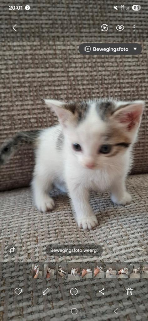 Schattige, nieuwsgierige kitten, Dieren en Toebehoren, Kater