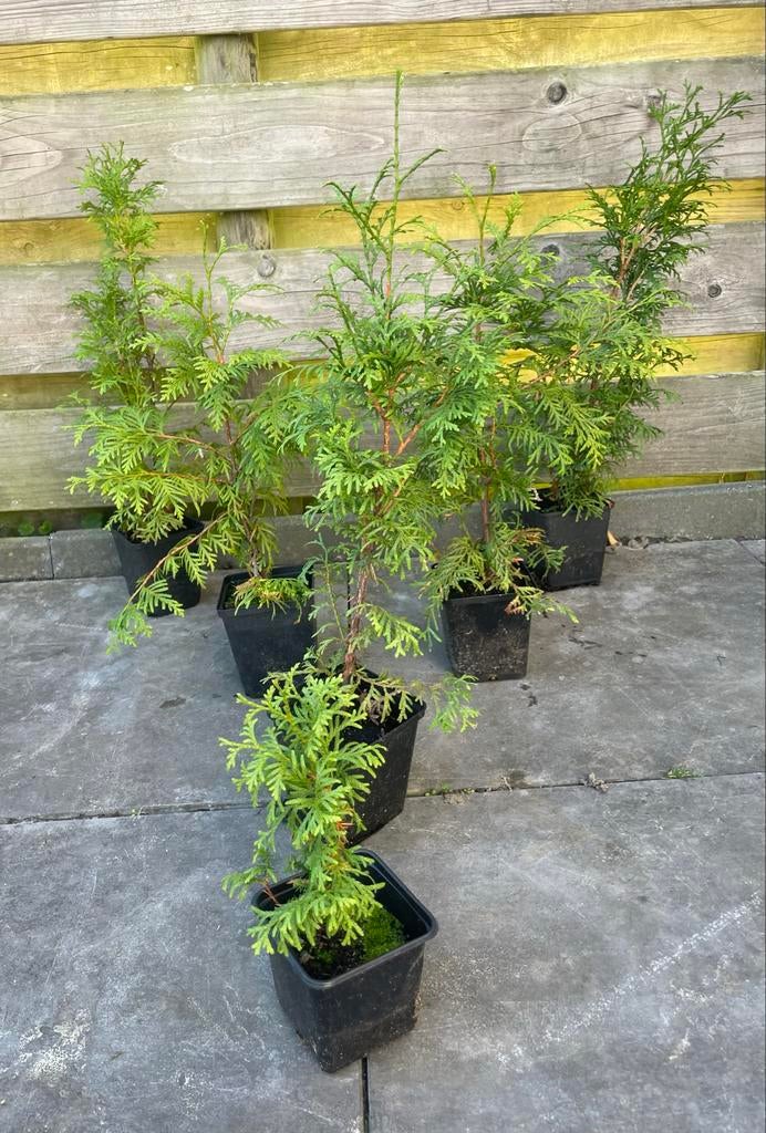 Coniferen - Diverse maten, ideaal voor haag of tuin, Overige soorten, Volle zon, Vaste plant, Ophalen of Verzenden