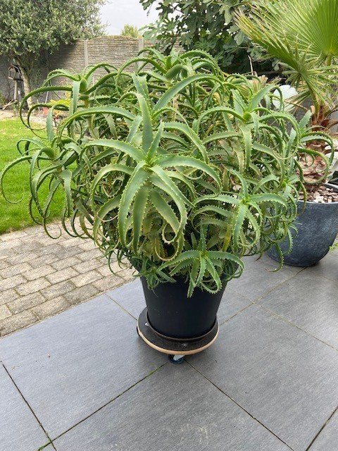 Te Koop Prachtige Aloë Vera Kandelera, Vaste plant, Halfschaduw, Zomer, Ophalen