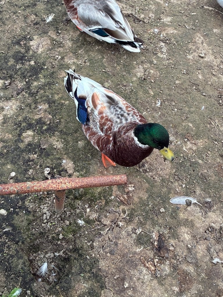 Te koop meeskleur  kwaker man, Dieren en Toebehoren, Mannelijk, Eend