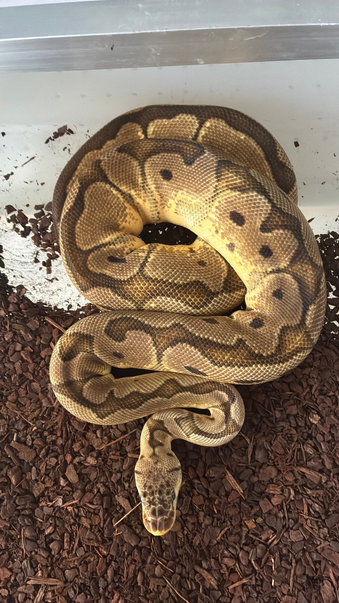 Ball python regius Ball Python photo 2