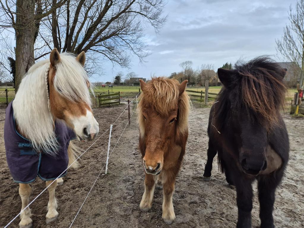 Leuke en sociale ruin met mens gezocht, Dieren en Toebehoren, Stalling en Weidegang, Weidegang, 1 paard of pony