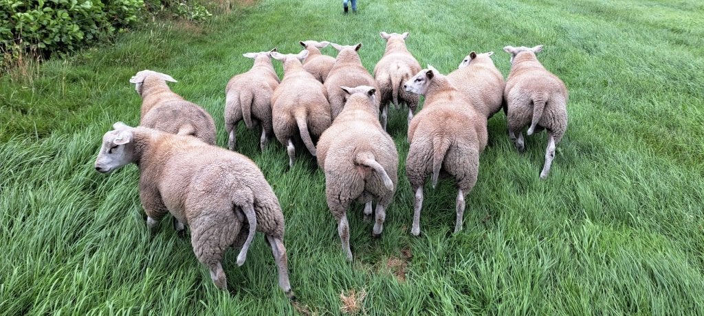 Dekrammen Engelse texelaar, Dieren en Toebehoren, Mannelijk, Schaap