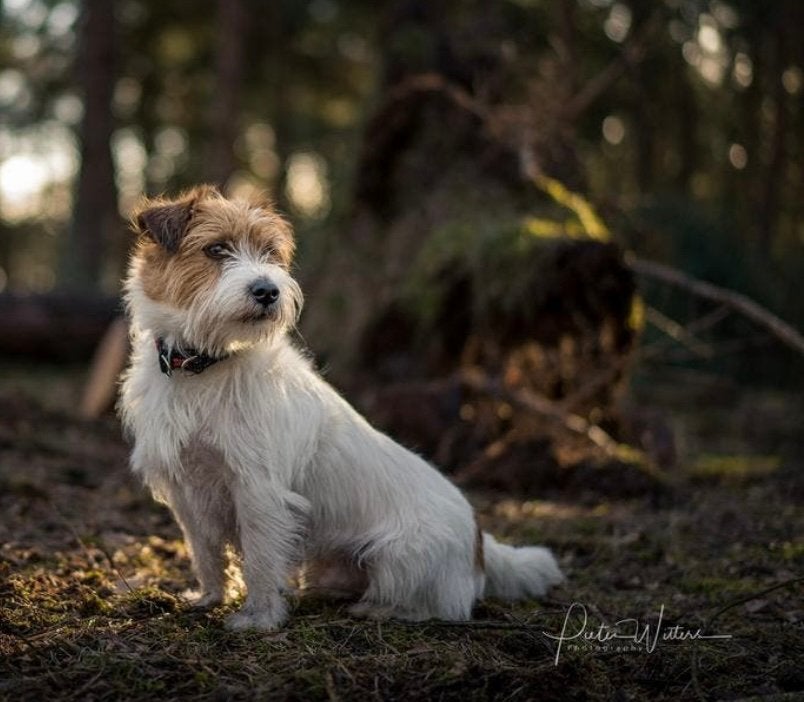 Jack russel puppy’s korte pootjes en ruwharig!, Jack Russell Terriër, 8 tot 15 weken, Meerdere, Meerdere dieren