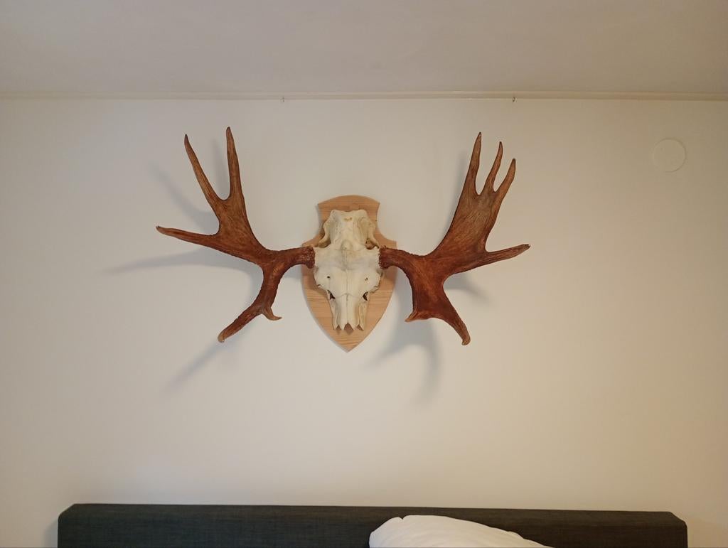 Groot elandgewei uit Zweeds Lapland - Uniek decoratiestuk, Ophalen