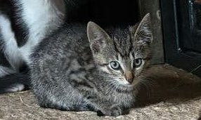 Te koop kittens, Geslacht onbekend, Ontwormd, 0 tot 2 jaar