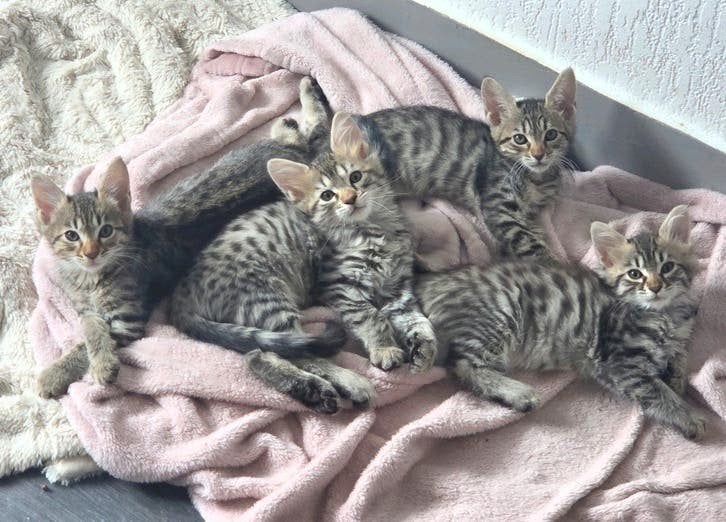 super mooie kittens kruising bengaal bengaalse x maincoon
z, Meerdere dieren, Ontwormd
