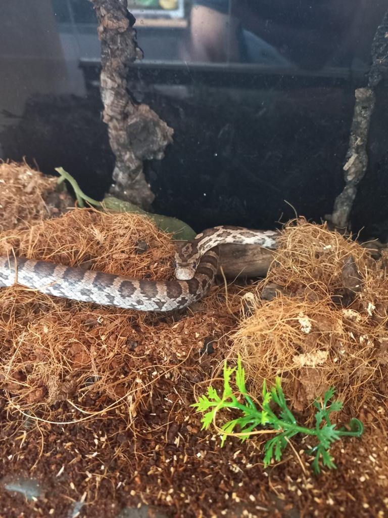 Rattenslang Rat Snake - unknown for sale from De Waterlelie BV