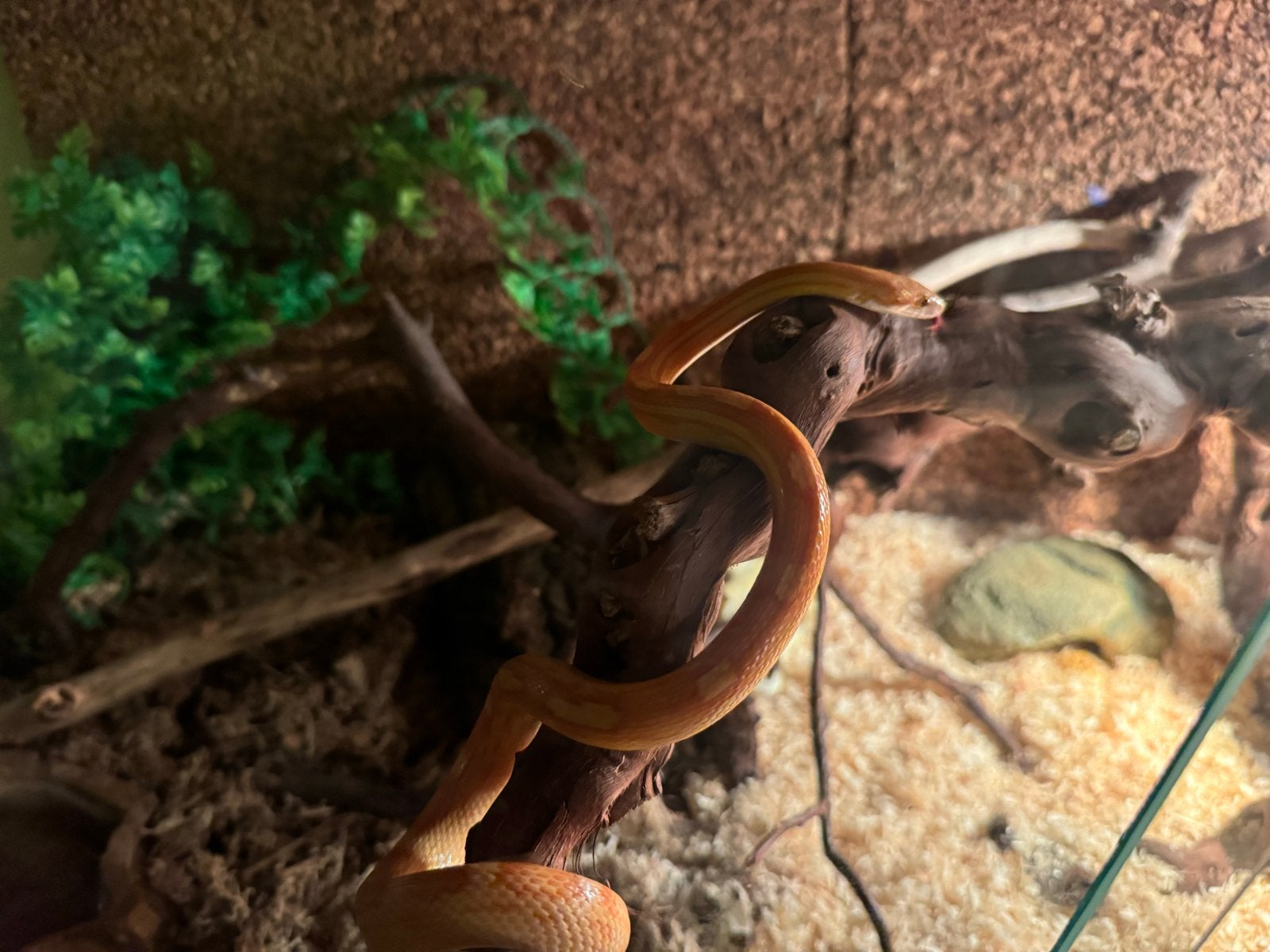 Een korenslang 3 jaar oud met terrarium Corn Snake photo 10