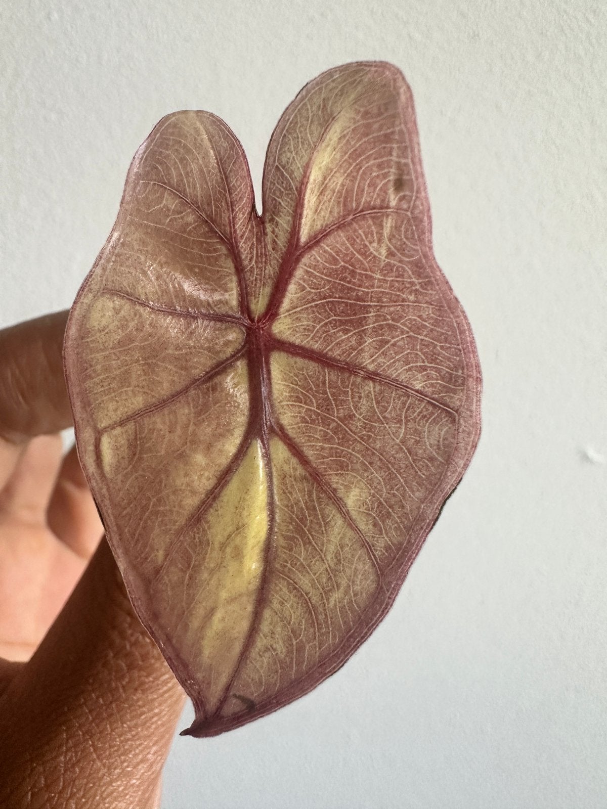 Alocasia Serendipity Pink #2, Ophalen of Verzenden, Zo goed als nieuw, Roze, Overige materialen