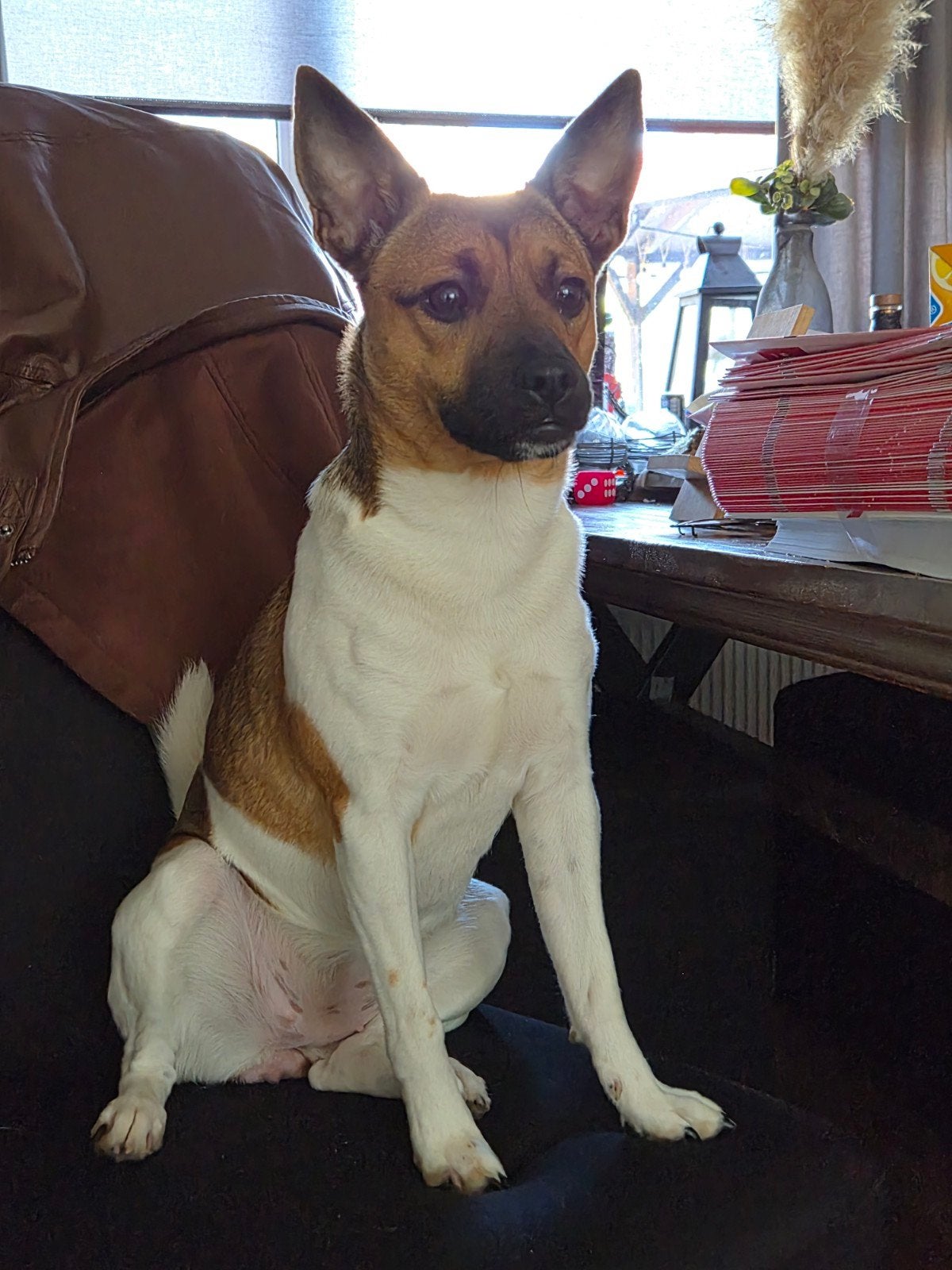 boerenfox. X Jackrussel Teefje 1Jaar, Dieren en Toebehoren, Honden | Jack Russells en Terriërs, 1 tot 2 jaar, Teef, Eén hond, Nederland