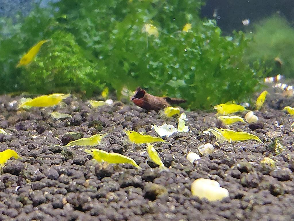 Citroen Garnalen – Neocaridina sp., Dieren en Toebehoren, Vissen | Aquariumvissen, Kreeft, Krab of Garnaal, Zoetwatervis
