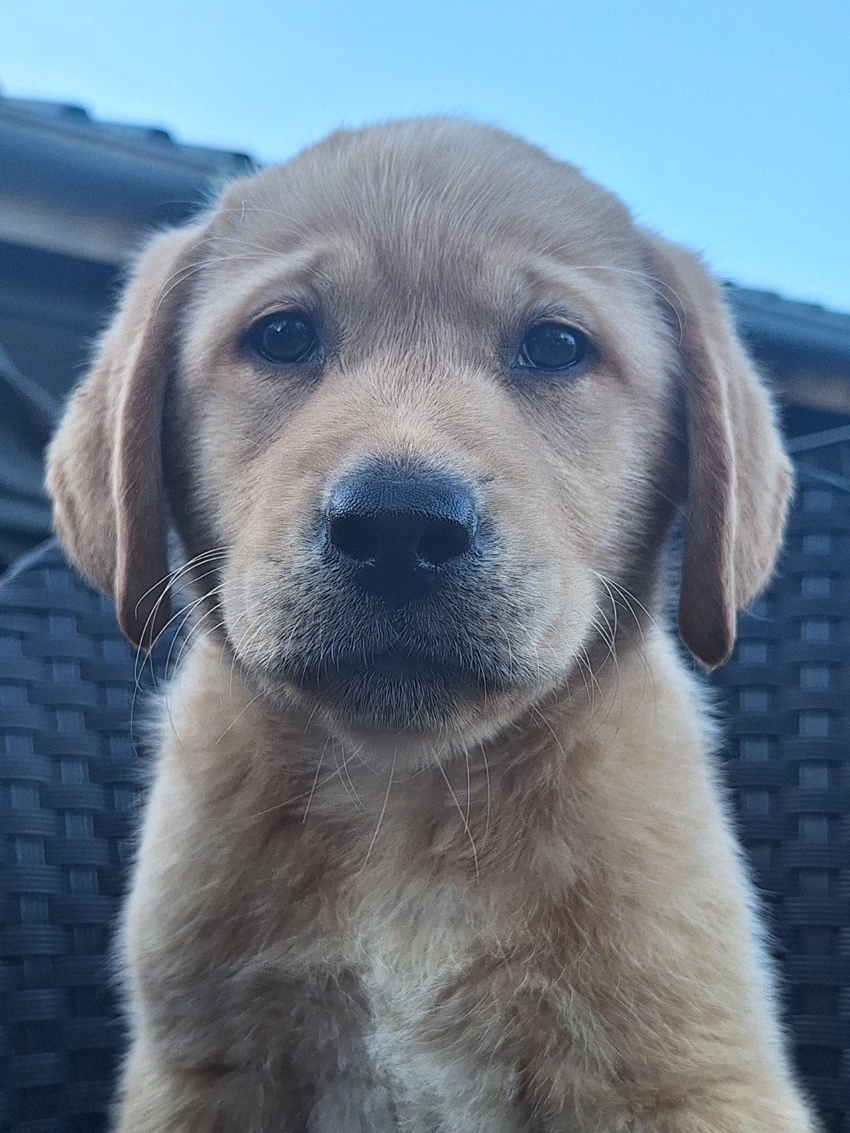 Labrador pups raszuiver fox red/blond Ouders getest hd ed, 8 tot 15 weken, Meerdere, Meerdere dieren, Nederland