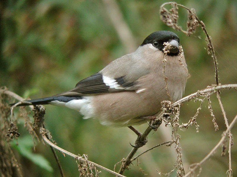 Gezocht een Noordse goudvink pop, Dieren en Toebehoren, Vogels | Overige Vogels, Vrouwelijk, Wildzangvogel, Geringd