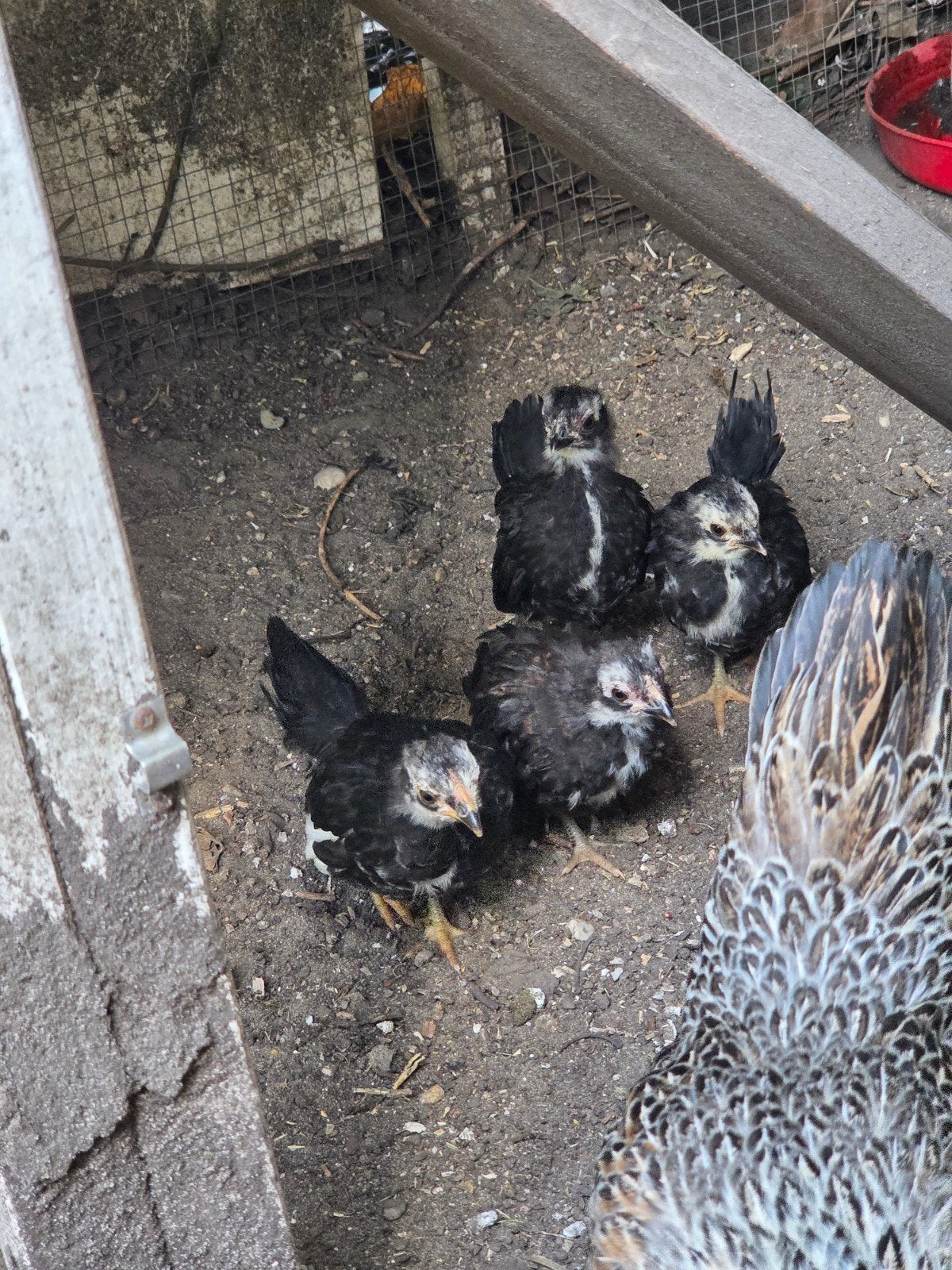 4 kerngezonde Serama kuikens / hennetjes, Dieren en Toebehoren, Pluimvee, Vrouwelijk, Kip