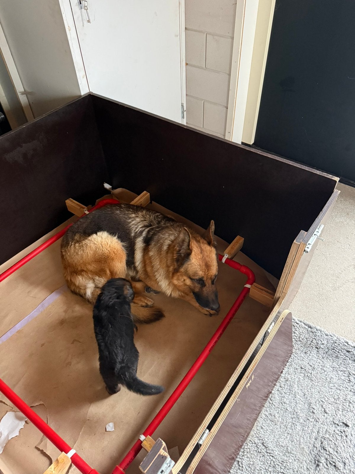 Te koop duitse herder pup ( reu ), Parvo, Reu, 8 tot 15 weken, Eén hond