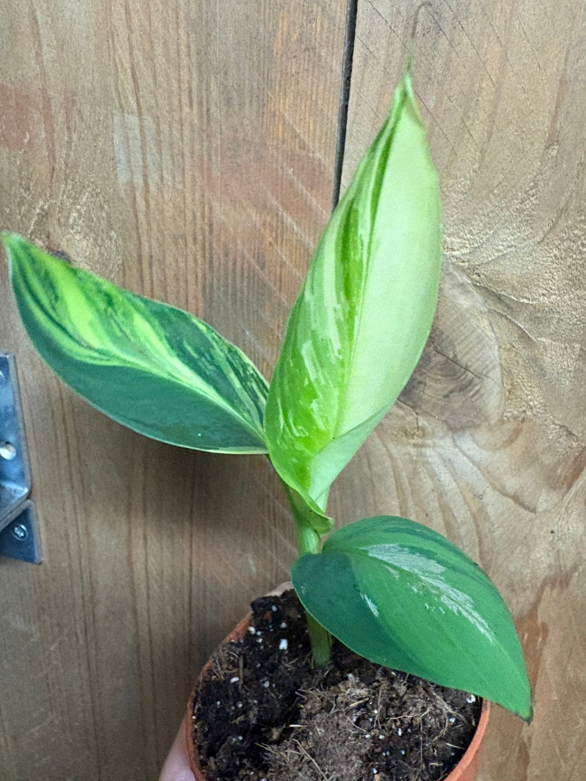 Musa variegata plant albo white wit halfmoon mint lemon, Ophalen of Verzenden, Halfschaduw, Minder dan 100 cm