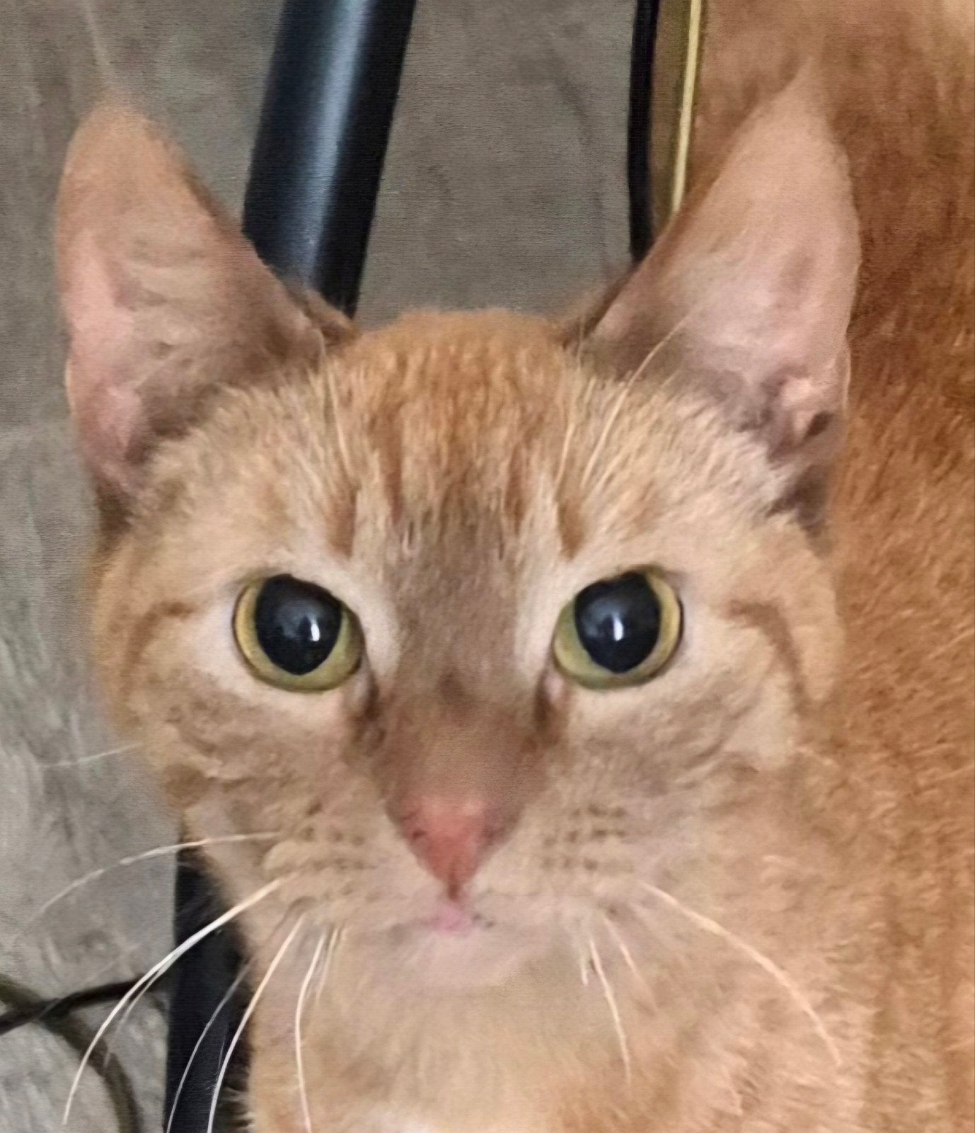 Rode poes 2 jaar oud, Poes, Kortharig, 0 tot 2 jaar