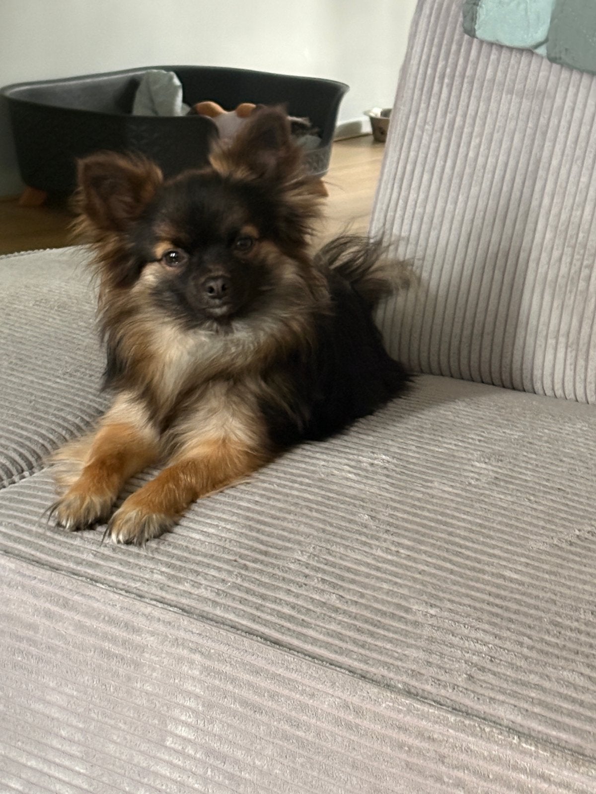 Chihuahua reu staat ter dekking (dekreu is niet te koop!), Parvo, Reu, 1 tot 2 jaar, Eén hond