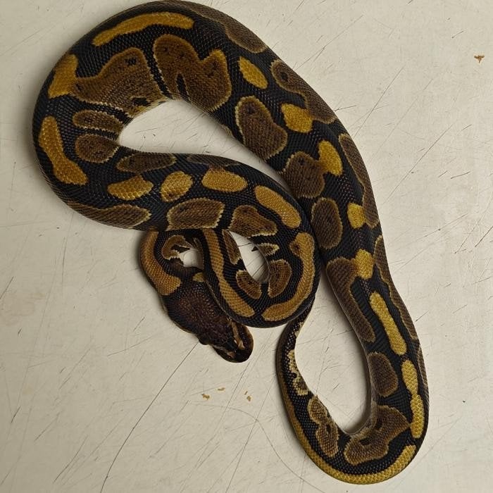 Python regius, Slang, 0 tot 2 jaar