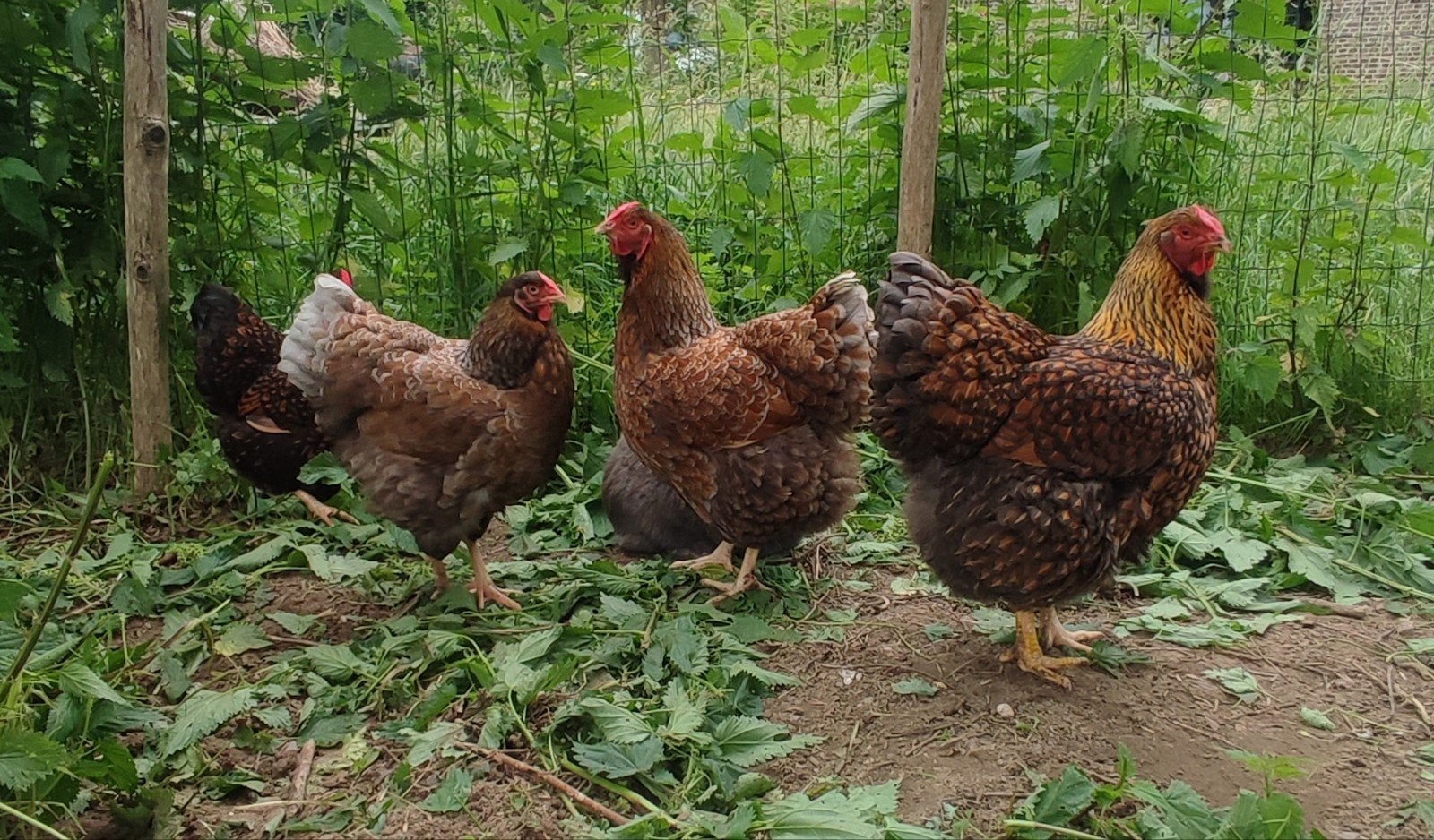 Wyandotte groot hennen, Dieren en Toebehoren, Pluimvee, Vrouwelijk, Kip