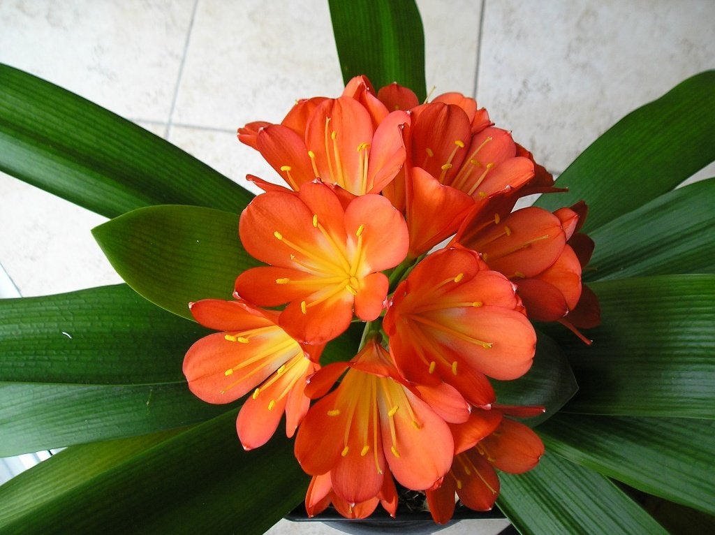 kamerplant clivia, Ophalen, Overige soorten, Halfschaduw, In pot