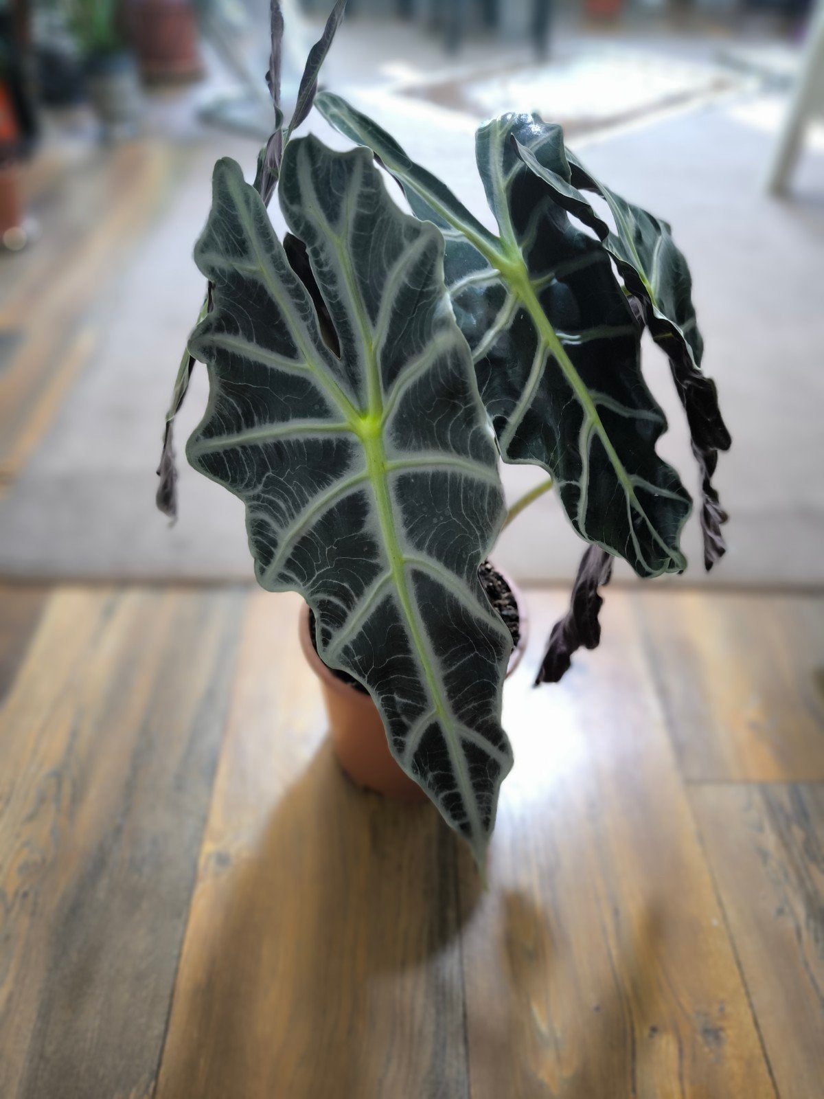 Alocasia Polly - Prachtige kamerplant, Huis en Inrichting, Kamerplanten, Ophalen, Overige soorten, Halfschaduw, In pot