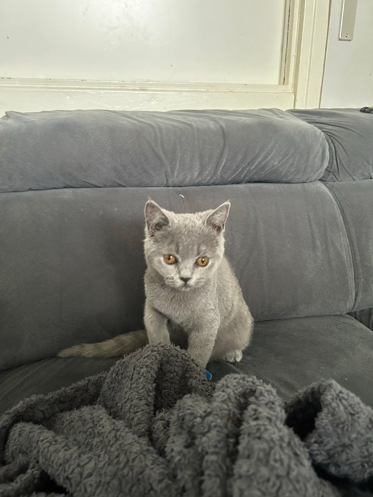 Britse korthaar kitten met vacinatie en paspoort stamboom, Dieren en Toebehoren, Katten en Kittens | Raskatten | Korthaar, Poes