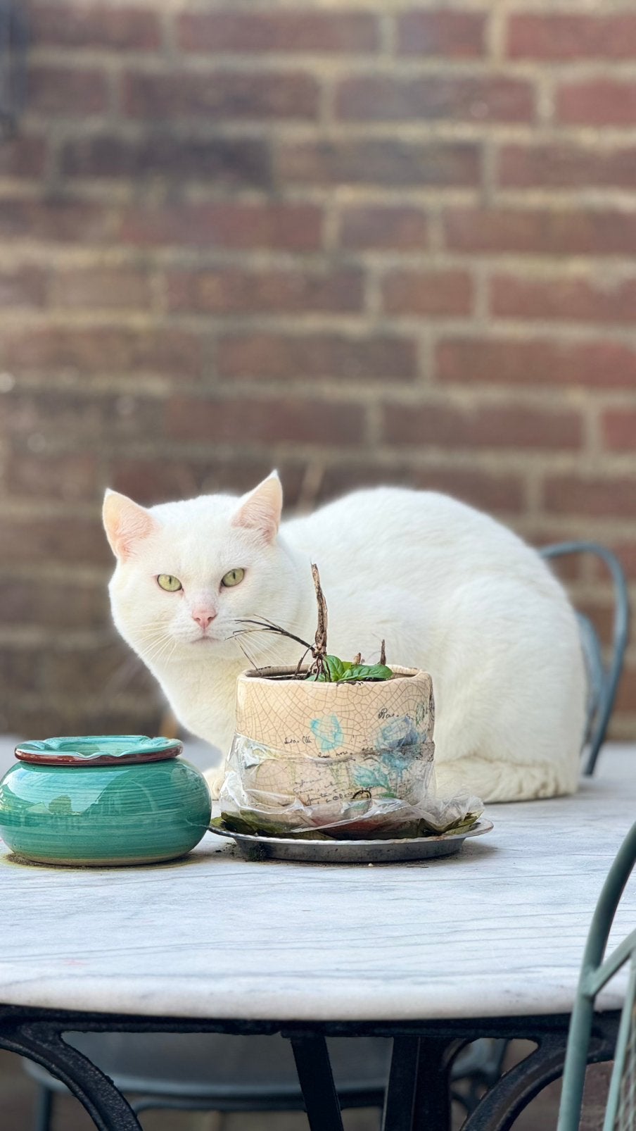 Turkish Angora en Amerikan katten, Dieren en Toebehoren, Katten en Kittens | Overige Katten, Kater