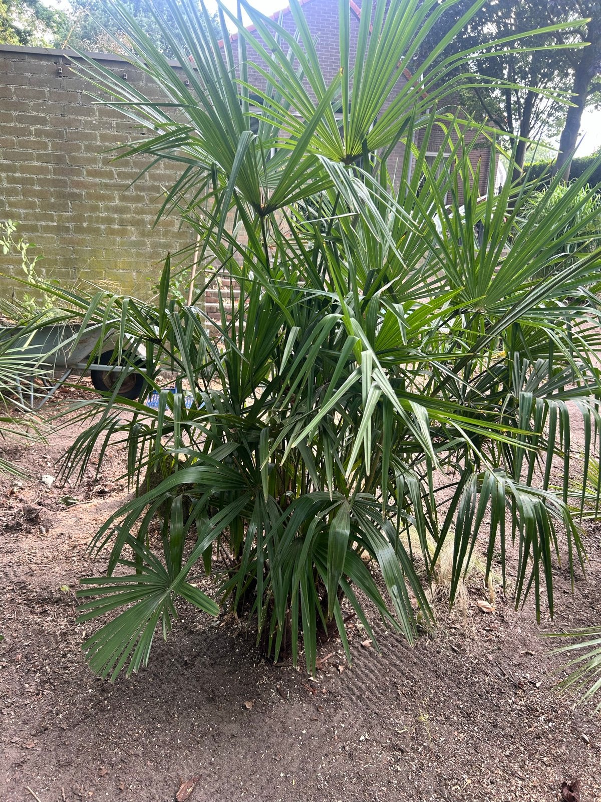 Trachycarpus Fortunei - Winterharde Palmboom, Tuin en Terras, Planten | Tuinplanten, Volle zon, Vaste plant, Bloeit niet, Ophalen