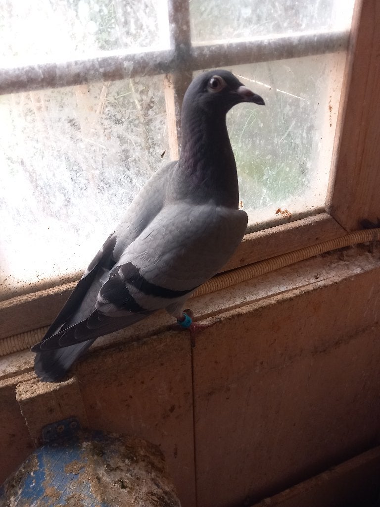 postduiven, Dieren en Toebehoren, Meerdere dieren, Postduif