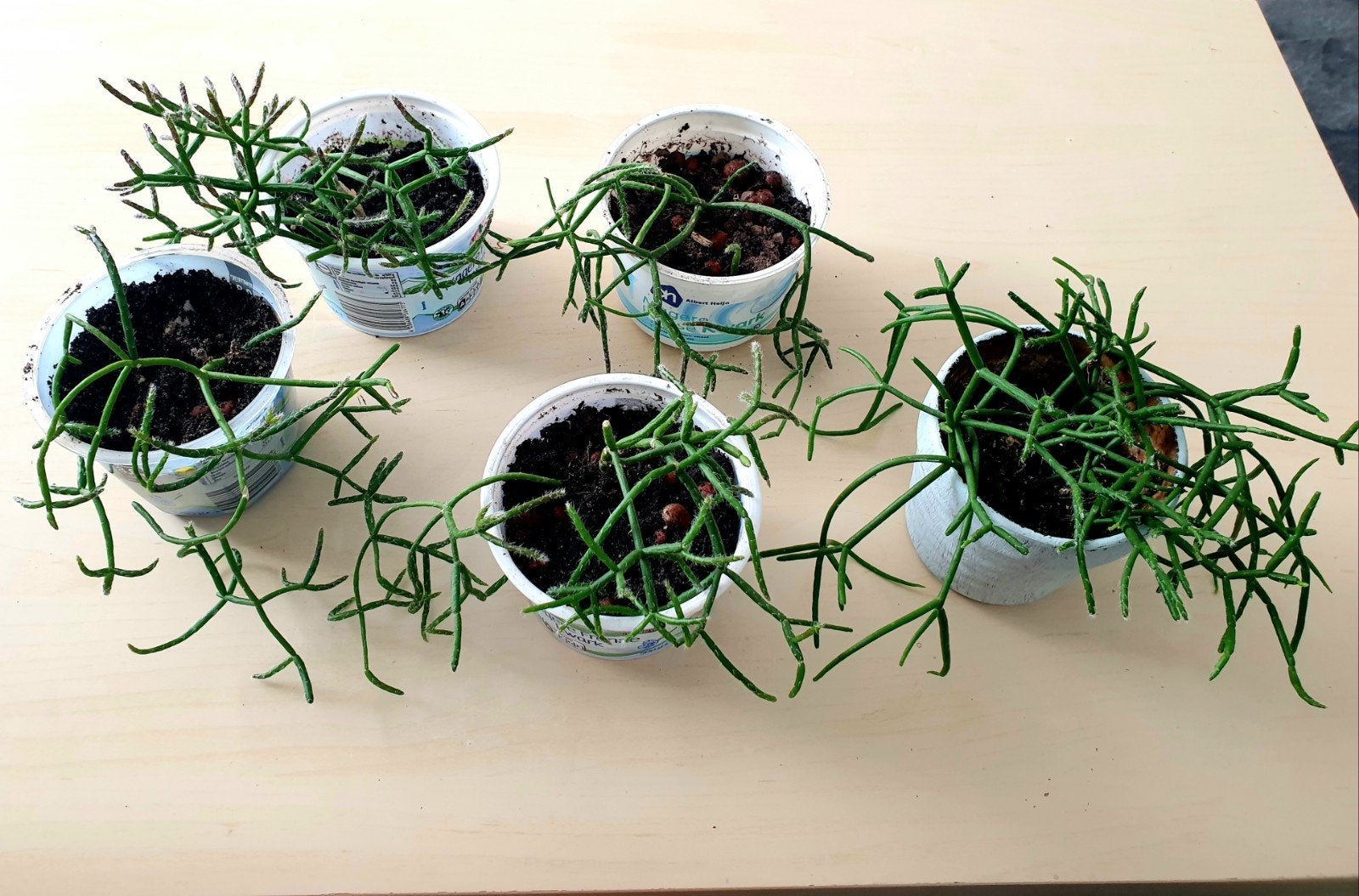 Rhipsalis (Koraalcactus) stekjes in potjes, Vaste plant, Bloeit niet, Halfschaduw, Ophalen