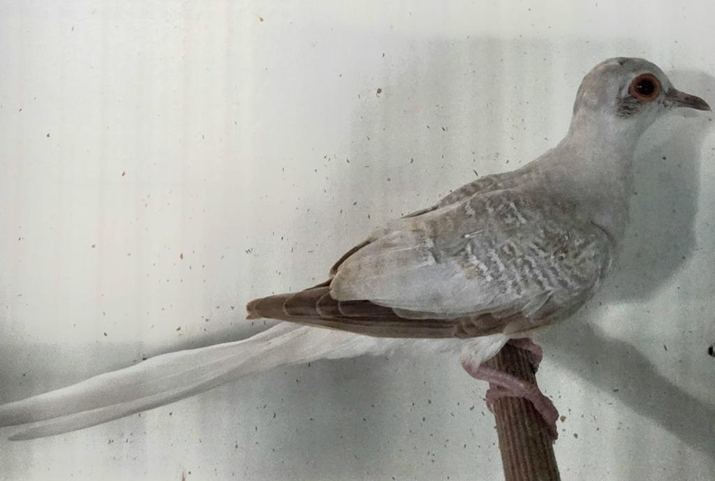 Diamantduifjes(2) jongen van 2026, Meerdere dieren