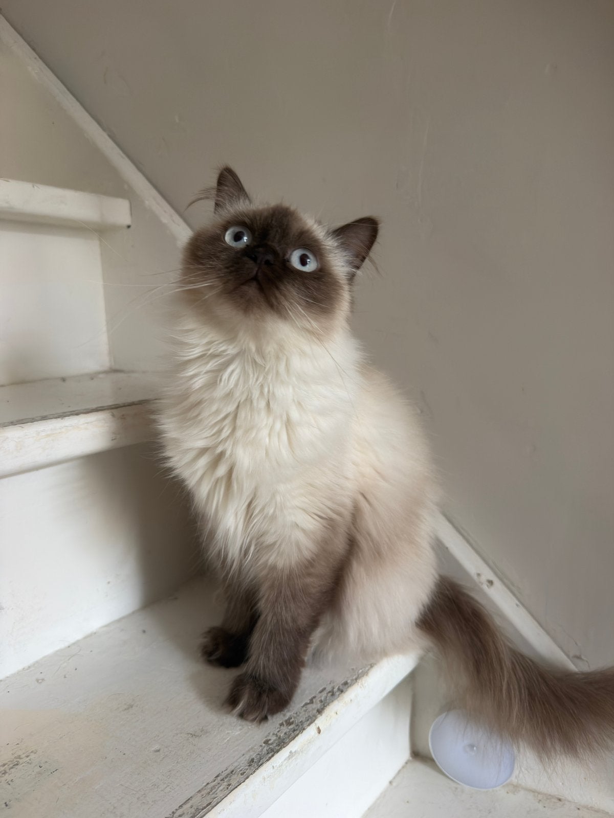 Britse langhaar chocolate point poes niet gesteriliseerd, Poes, Gechipt, 0 tot 2 jaar