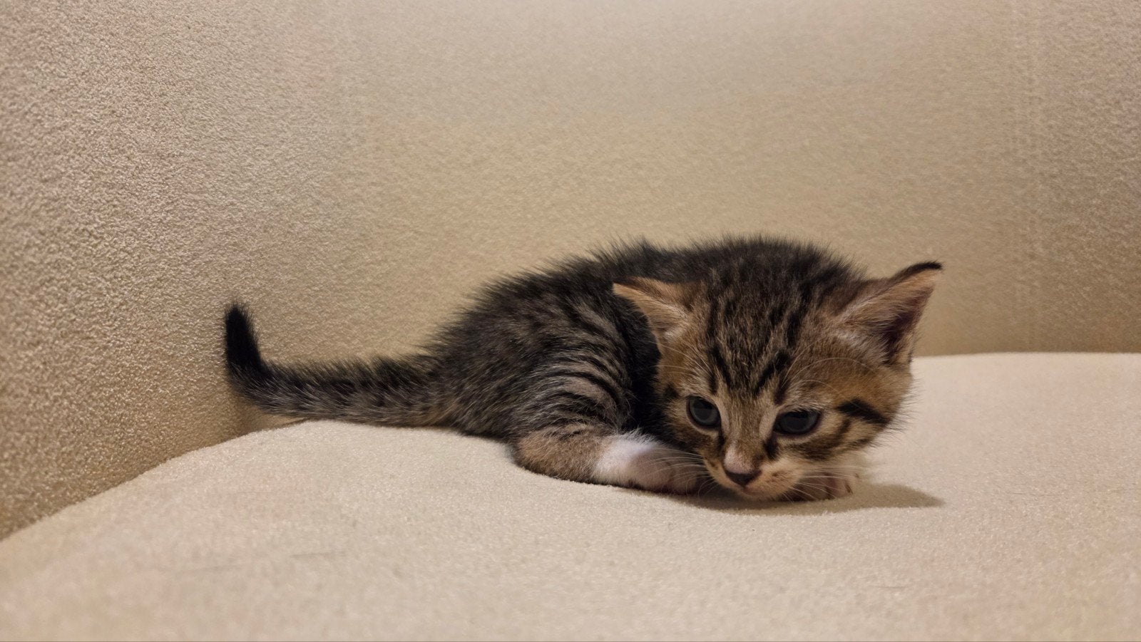 britse korthaar kittens geboren op 21-06, Dieren en Toebehoren, Katten en Kittens | Raskatten | Korthaar, Ontwormd