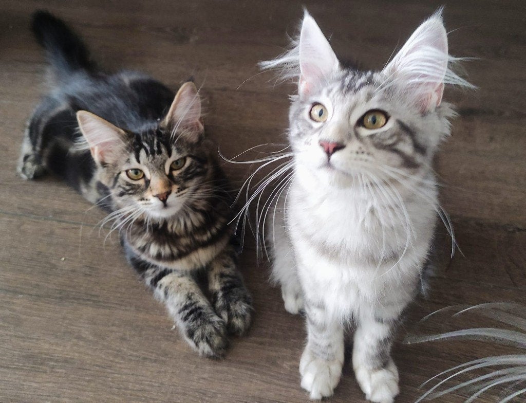Maine coon kittens, Meerdere dieren, Gechipt, 0 tot 2 jaar