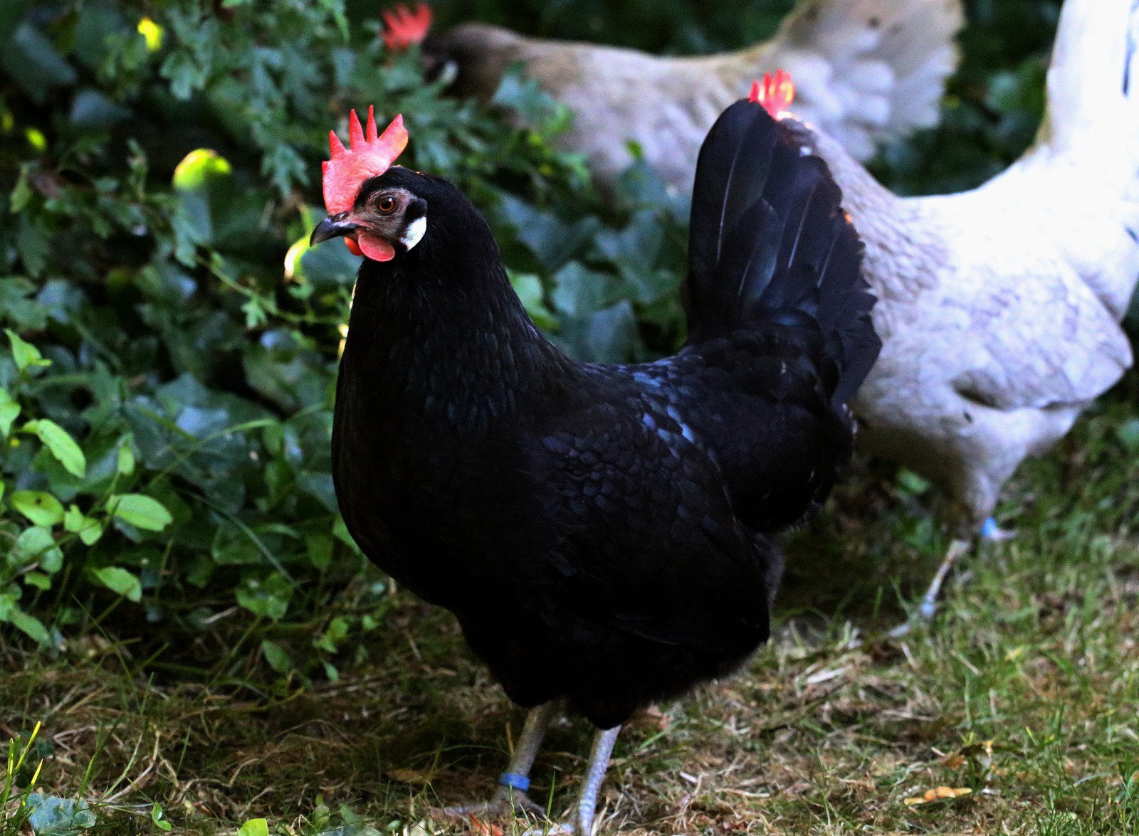 Prachtige Friese zwarte kippen, Dieren en Toebehoren, Pluimvee, Meerdere dieren, Kip