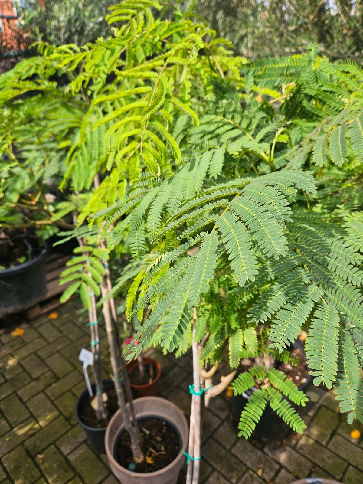 Laatste Perzische slaapboom - 160cm hoog, Ophalen, Overige soorten, Volle zon