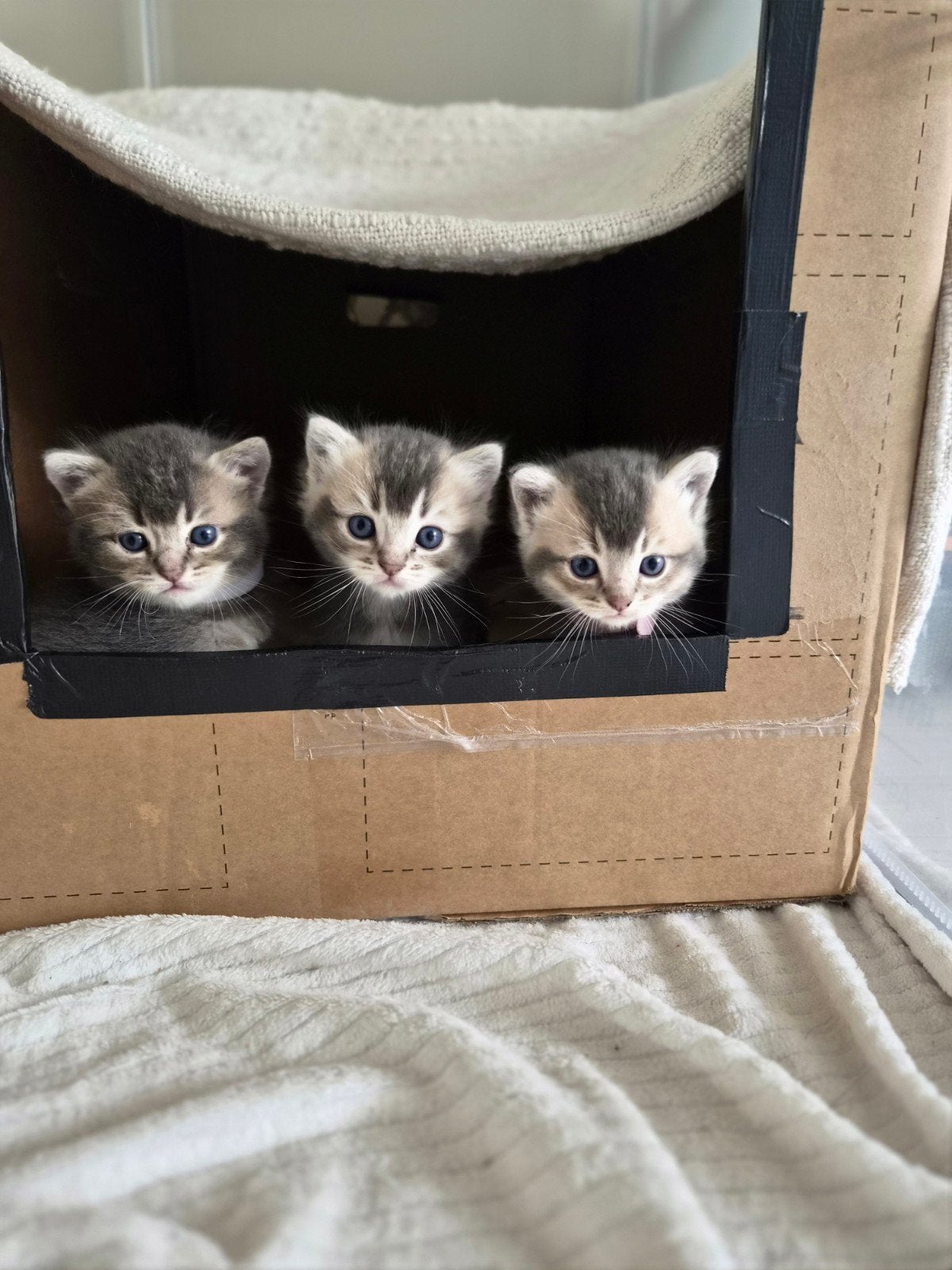 Britse korthaar kittens, Geslacht onbekend, Ontwormd, 0 tot 2 jaar