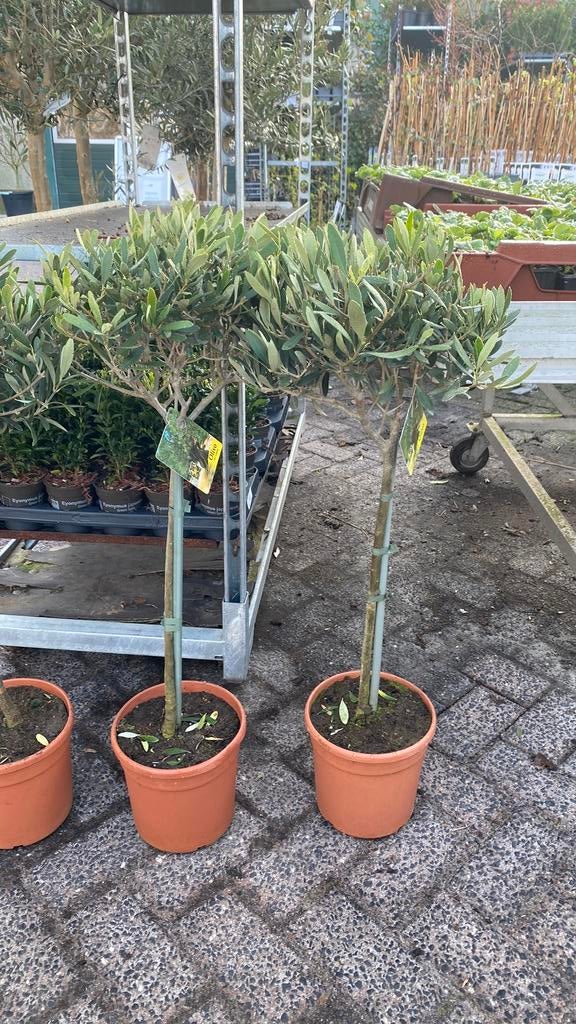 Olijfboompjes, Tuin en Terras, Ophalen, Volle zon, Overige soorten, Minder dan 100 cm