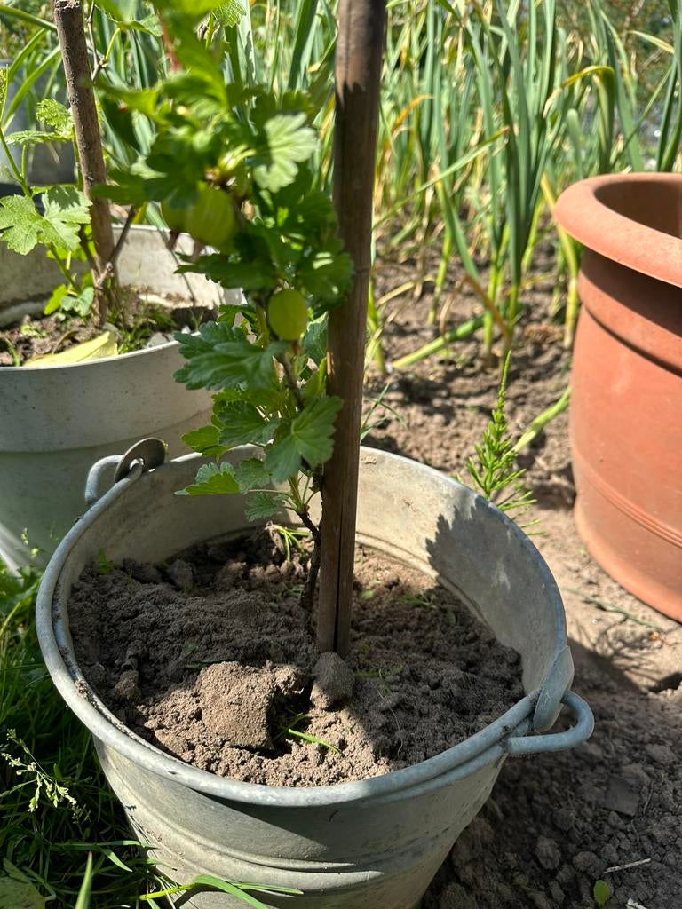 Kruisbessen, Ophalen of Verzenden, Volle zon, Overige soorten
