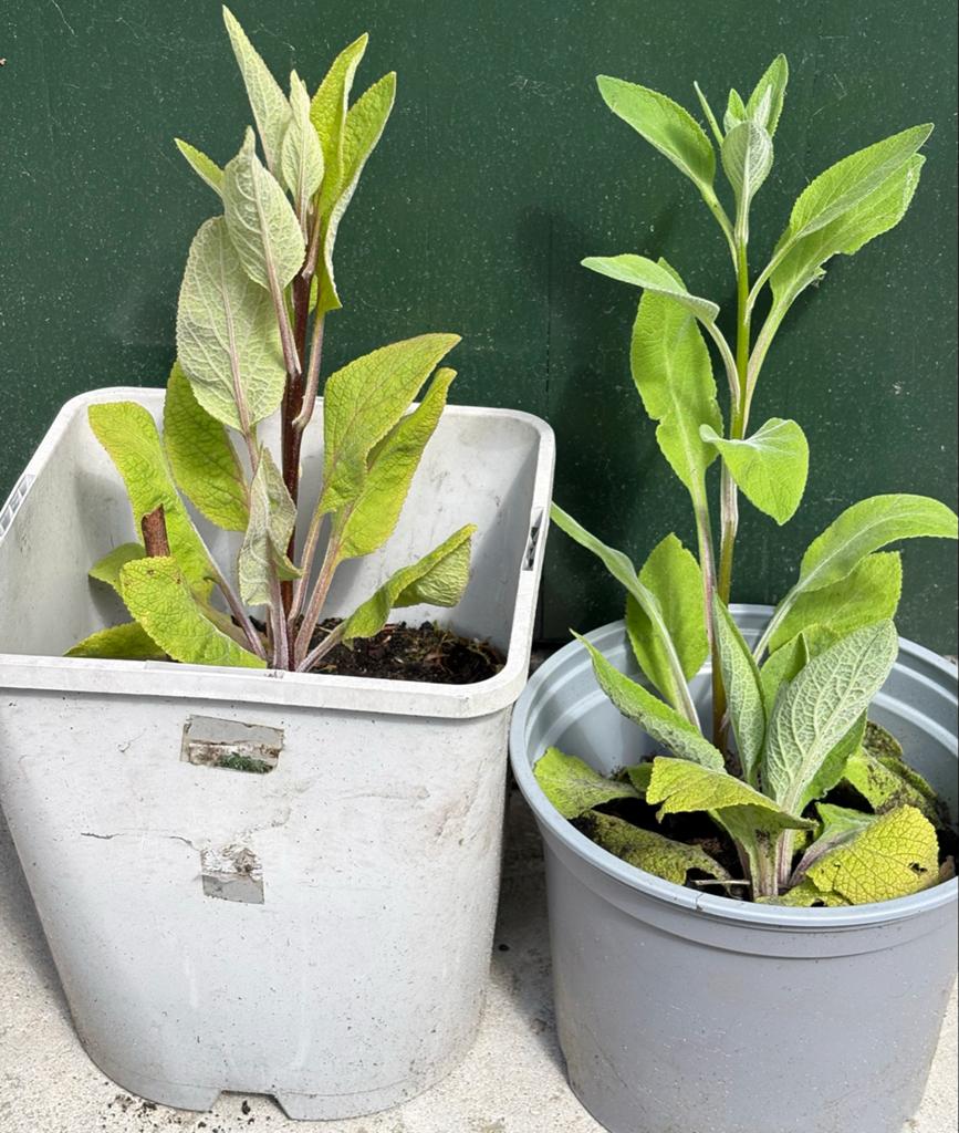 Vingerhoedskruid (Digitalis) in ruime pot, Tweejarig, Halfschaduw, Zomer, Ophalen