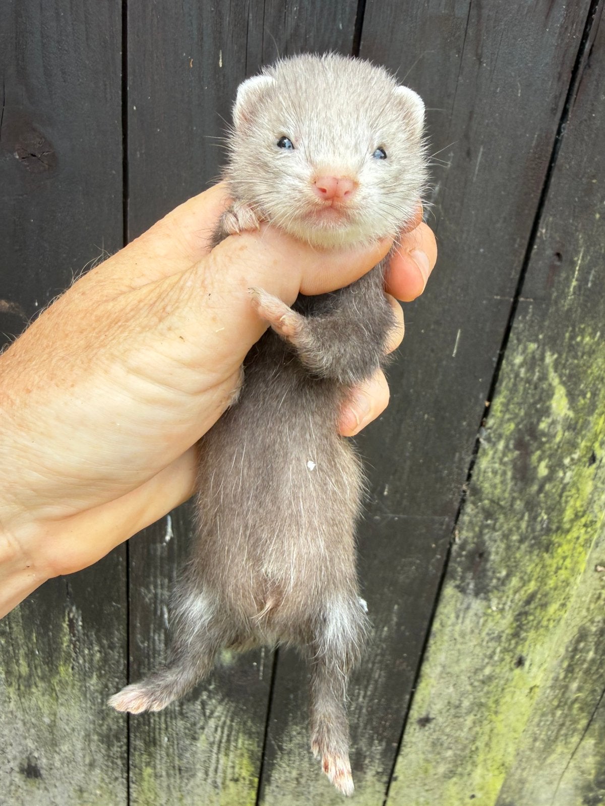 Fret, jonge fret, fretten pup, Dieren en Toebehoren, Overige Dieren, Mei, Mannelijk