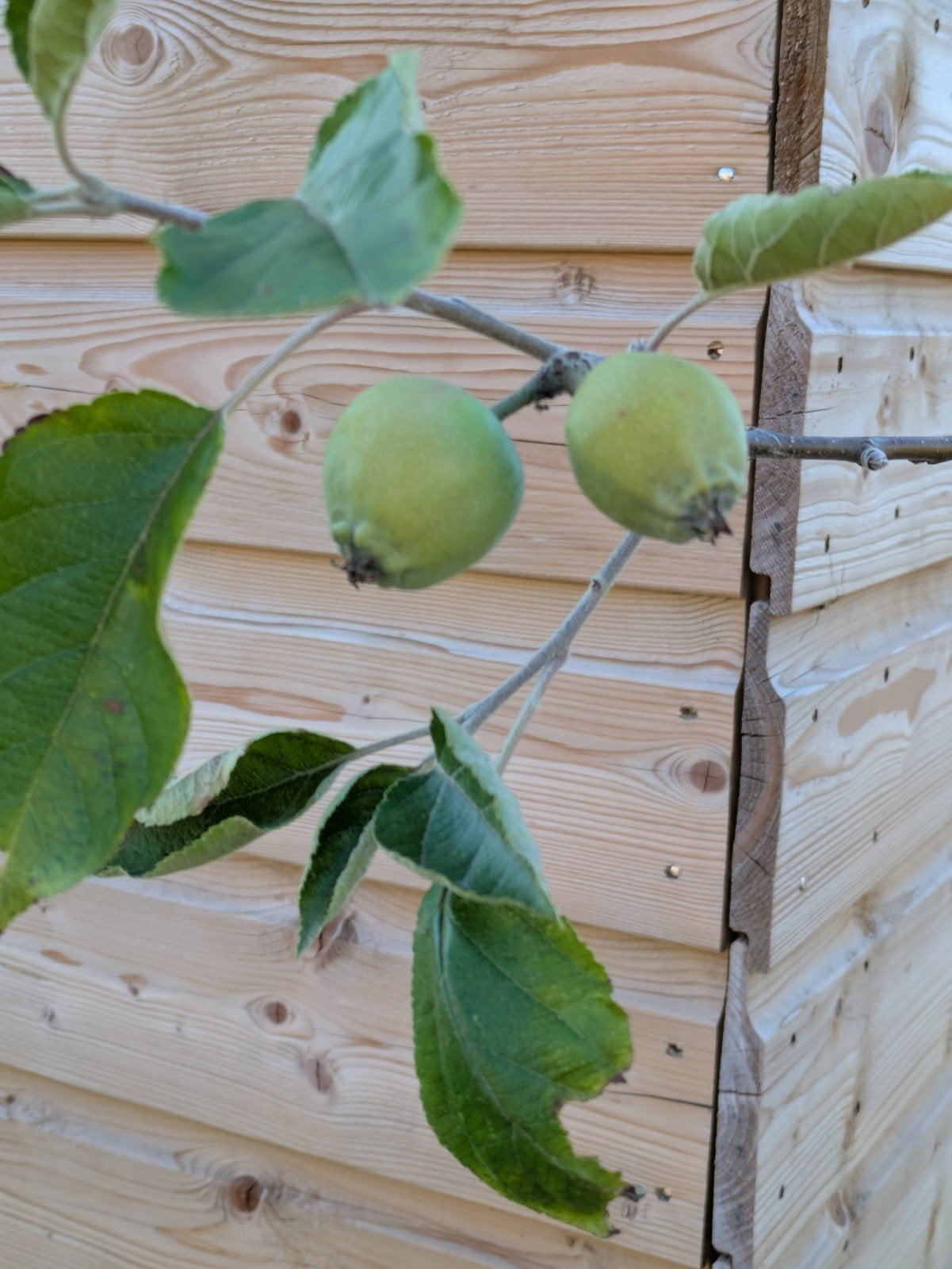 bio notaris appelboom met appeltjes, Ophalen, Appelboom, Lente