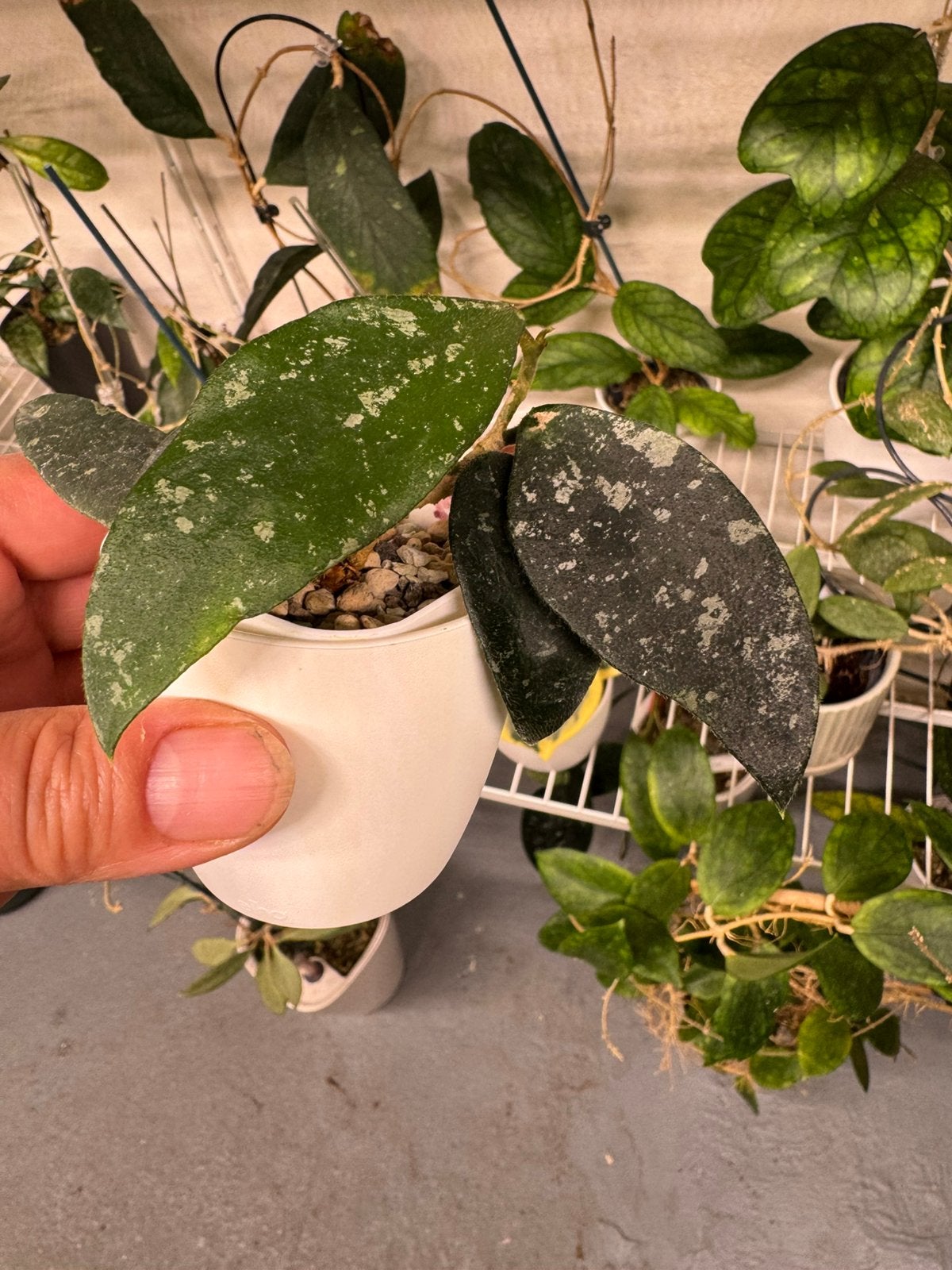 Hoya Phuwuaensis, Huis en Inrichting, Ophalen of Verzenden, Halfschaduw, Minder dan 100 cm
