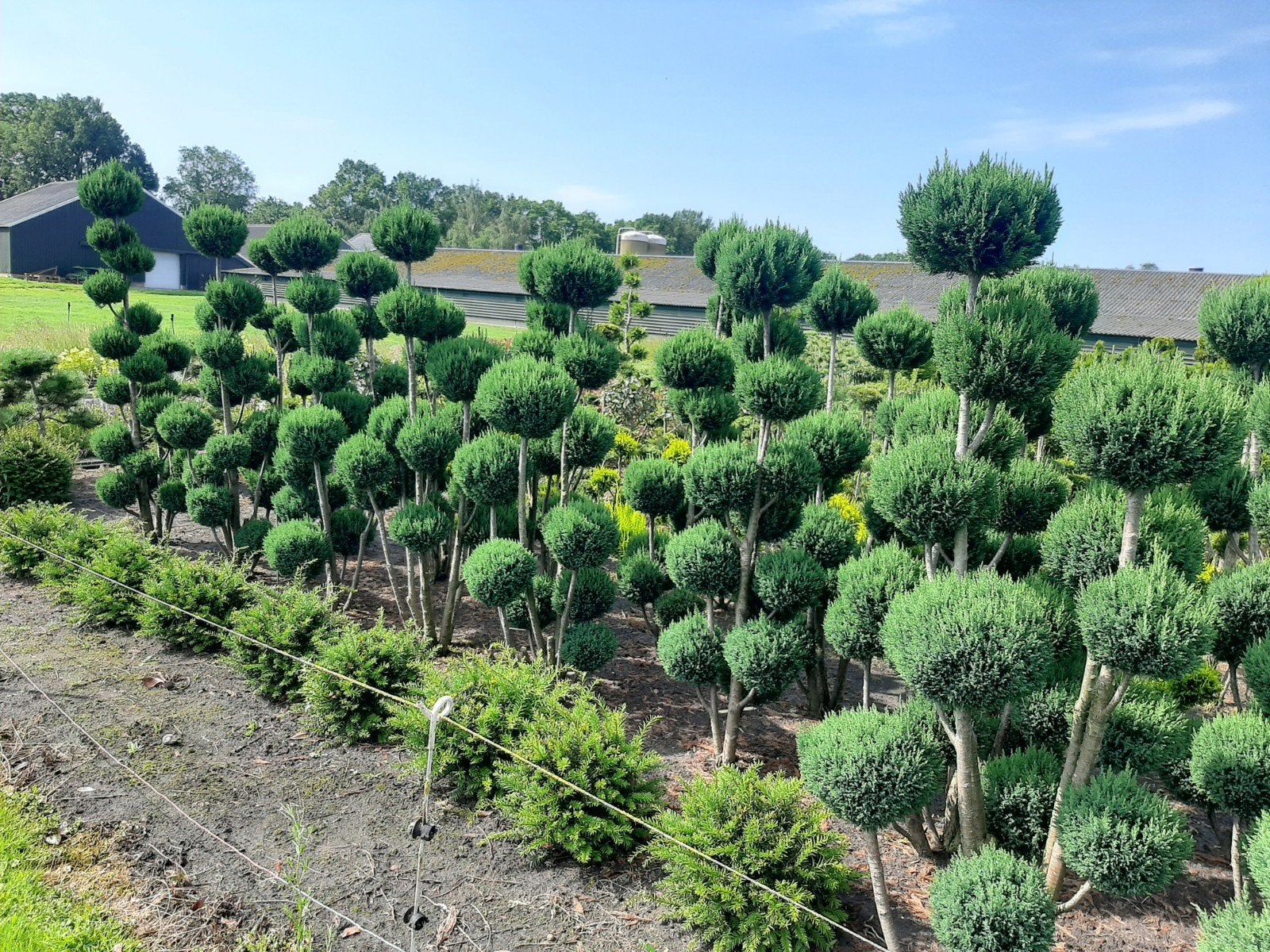 Diverse Vormsnoei Bomen - Reserveer nu! half sept, Tuin en Terras, Planten | Bomen, Ophalen, Bloeit niet, Volle zon, Overige soorten