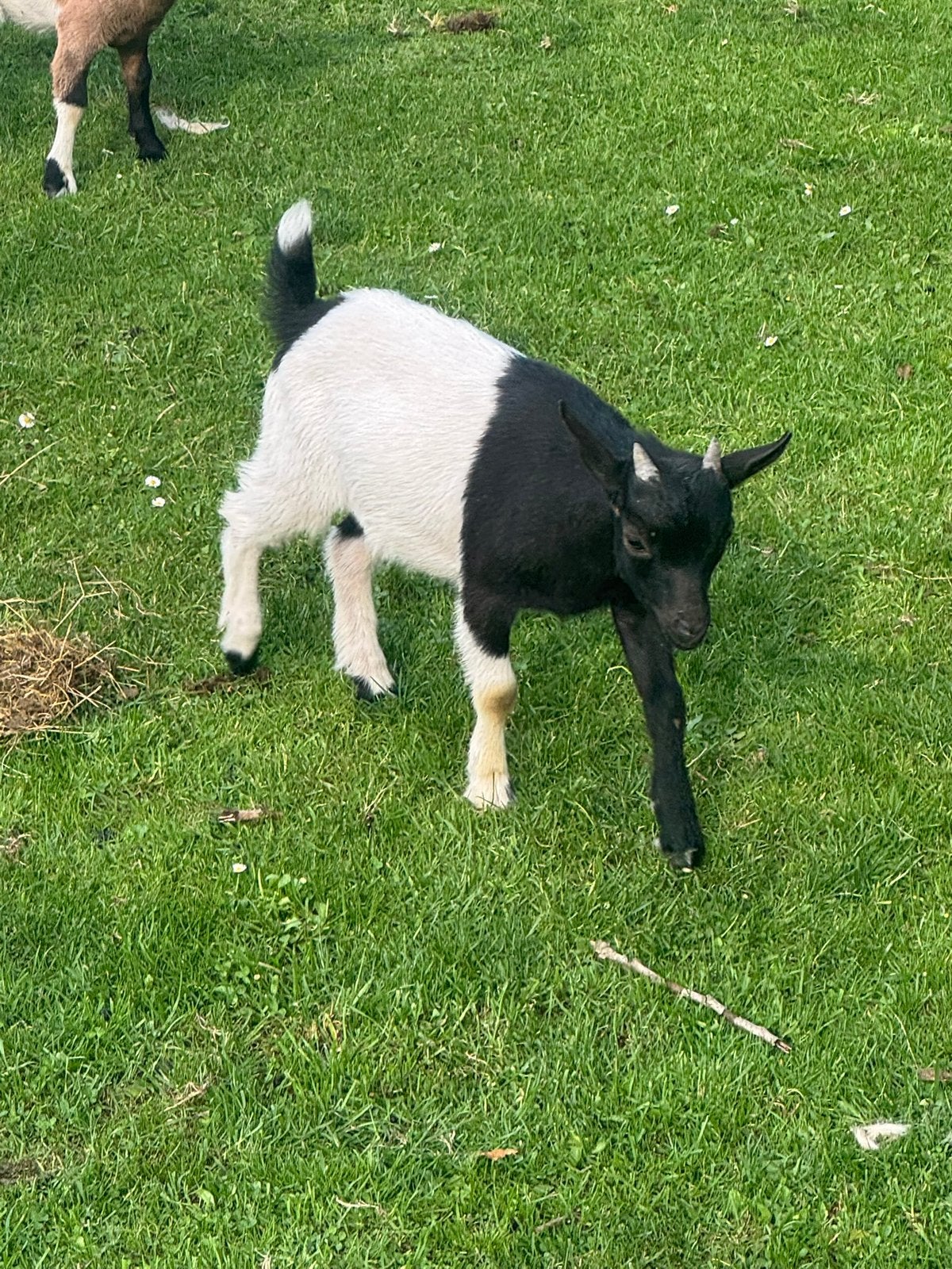 Dwerg geiten bokje, Dieren en Toebehoren, Mannelijk, Geit