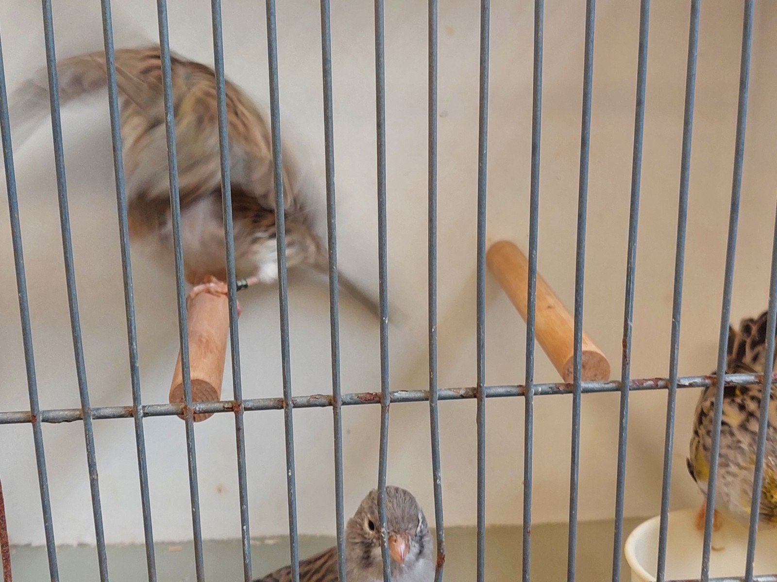 agaat kanaries, Meerdere dieren, Kleurkanarie